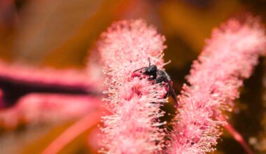 Rare chestnut mining bee rediscovered in Central New York