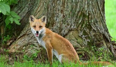 Red Fox Stows Away on Cargo Ship From England to New York