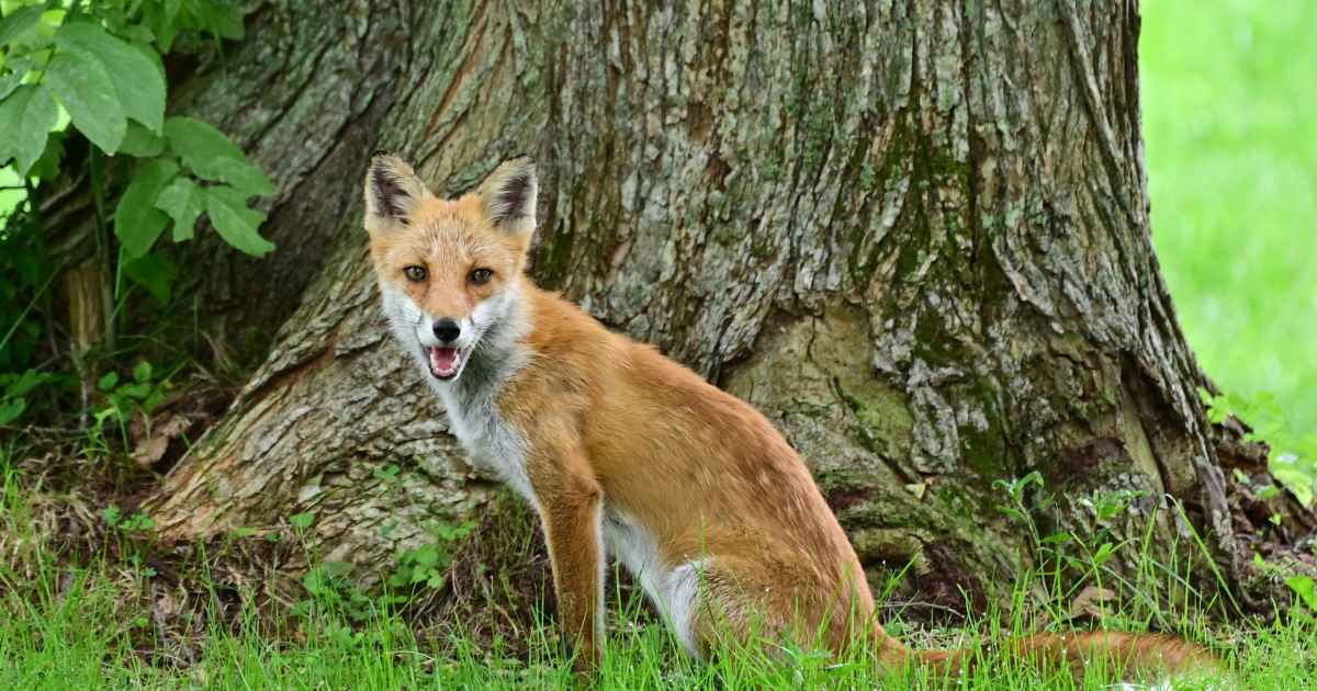 Red Fox Stows Away on Cargo Ship From England to New York