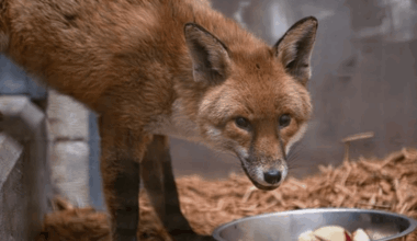 Bronx Zoo caring for stowaway fox after UK cargo ship trip