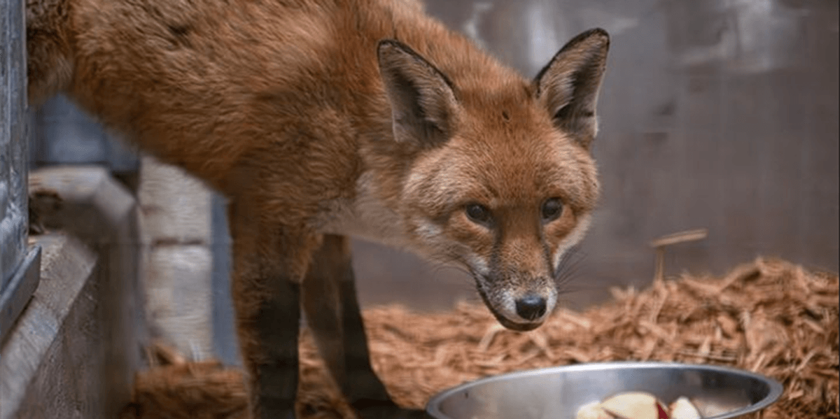 Bronx Zoo caring for stowaway fox after UK cargo ship trip