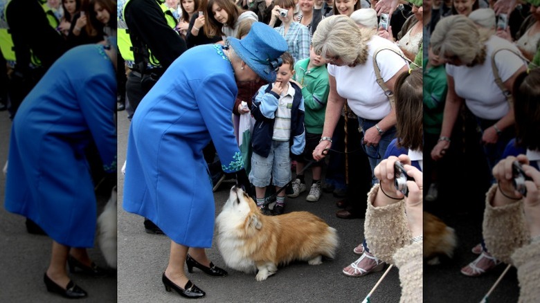 Queen Elizabeth II out and about with one of her corgis