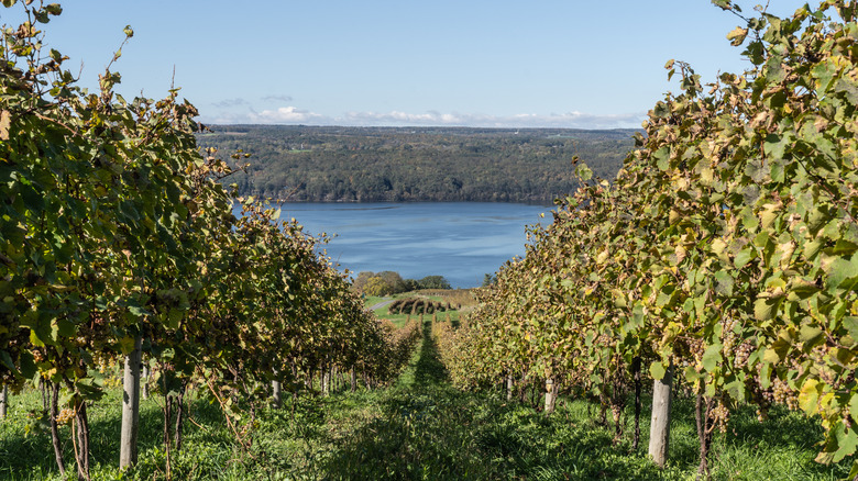Seneca Lake as seen from a vineyard on its shoreline
