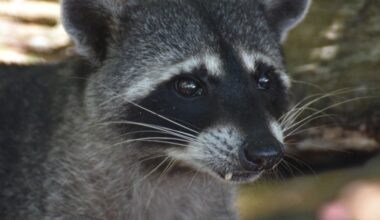 Rabid Raccoon Killed By Dog In Linden, Health Officials Warn
