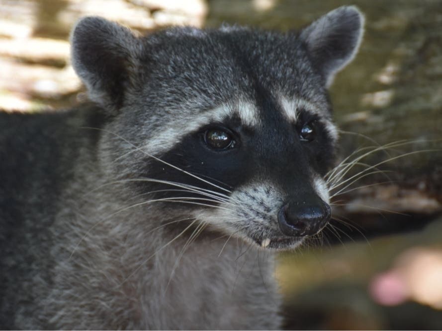 Rabid Raccoon Killed By Dog In Linden, Health Officials Warn