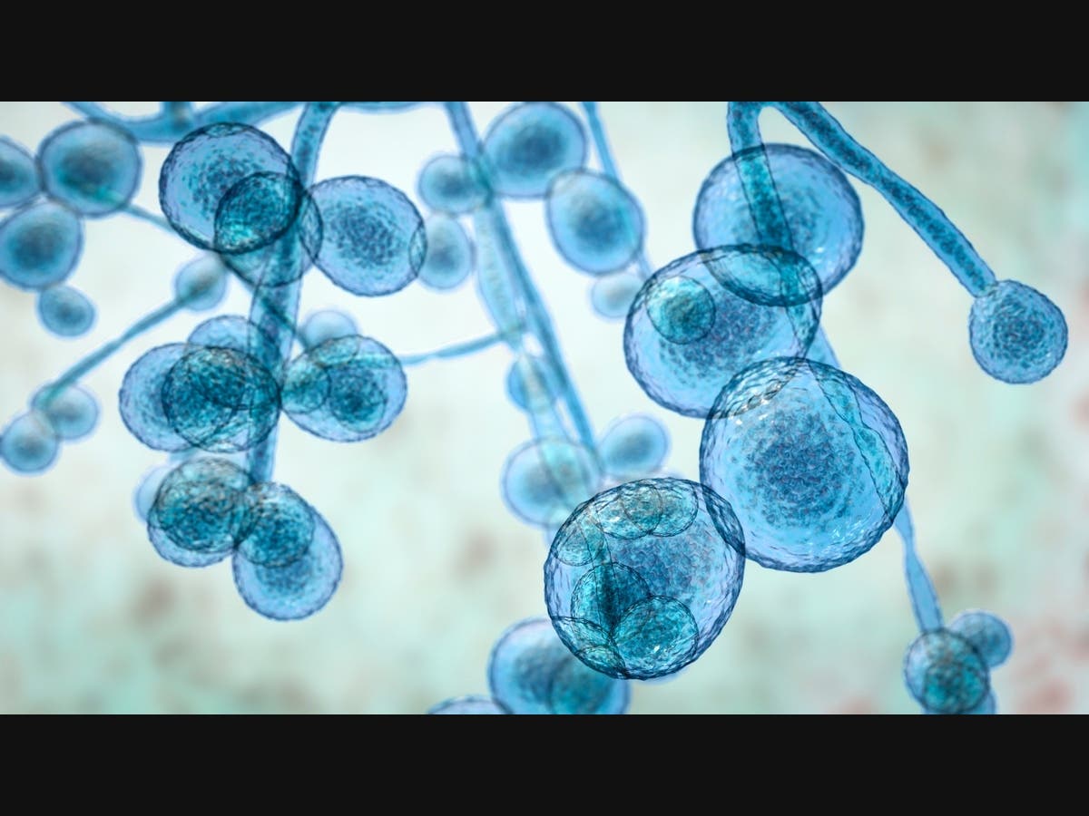 New COVID Variant Detected In NYC