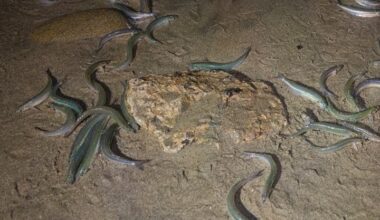 First Grunion Run Of Year Expected This Week Near Manhattan Beach Shores