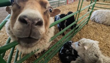 Spring Babies Petting Zoo Returns to Brooklyn Park in New Location