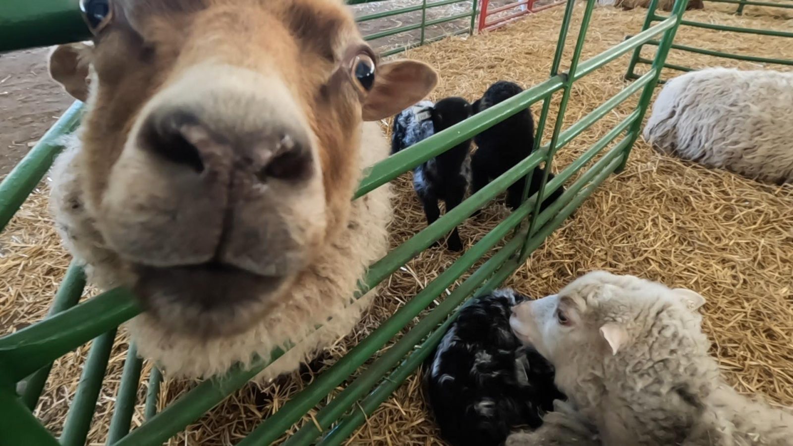 Spring Babies Petting Zoo Returns to Brooklyn Park in New Location