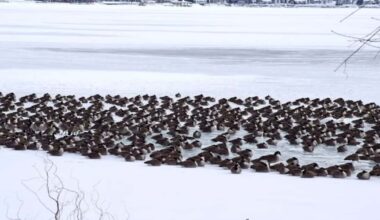 Avian flu peaked in New York in 2025, with dozens more suspected cases so far this year