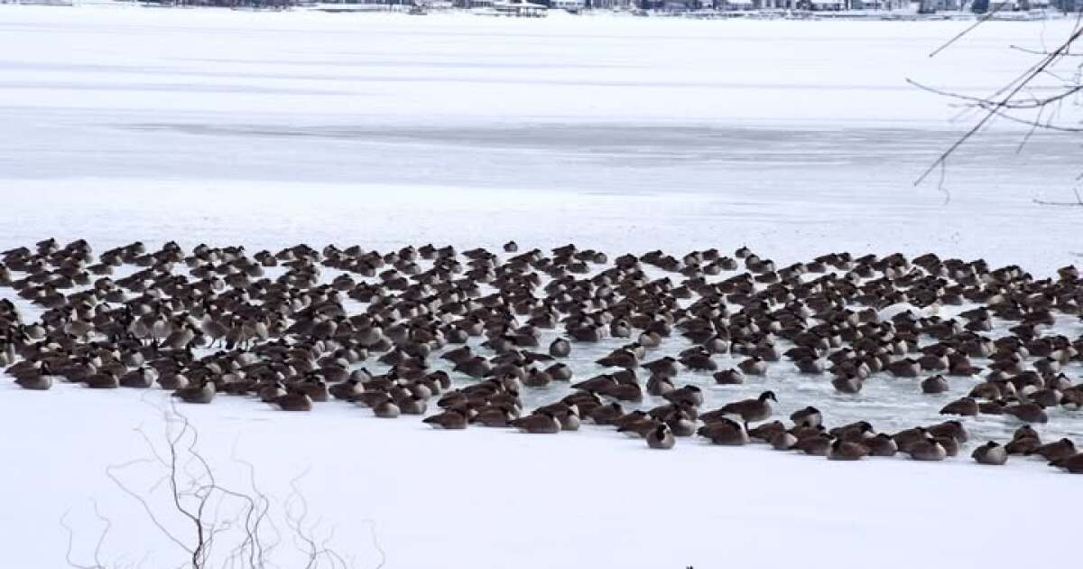 Avian flu peaked in New York in 2025, with dozens more suspected cases so far this year