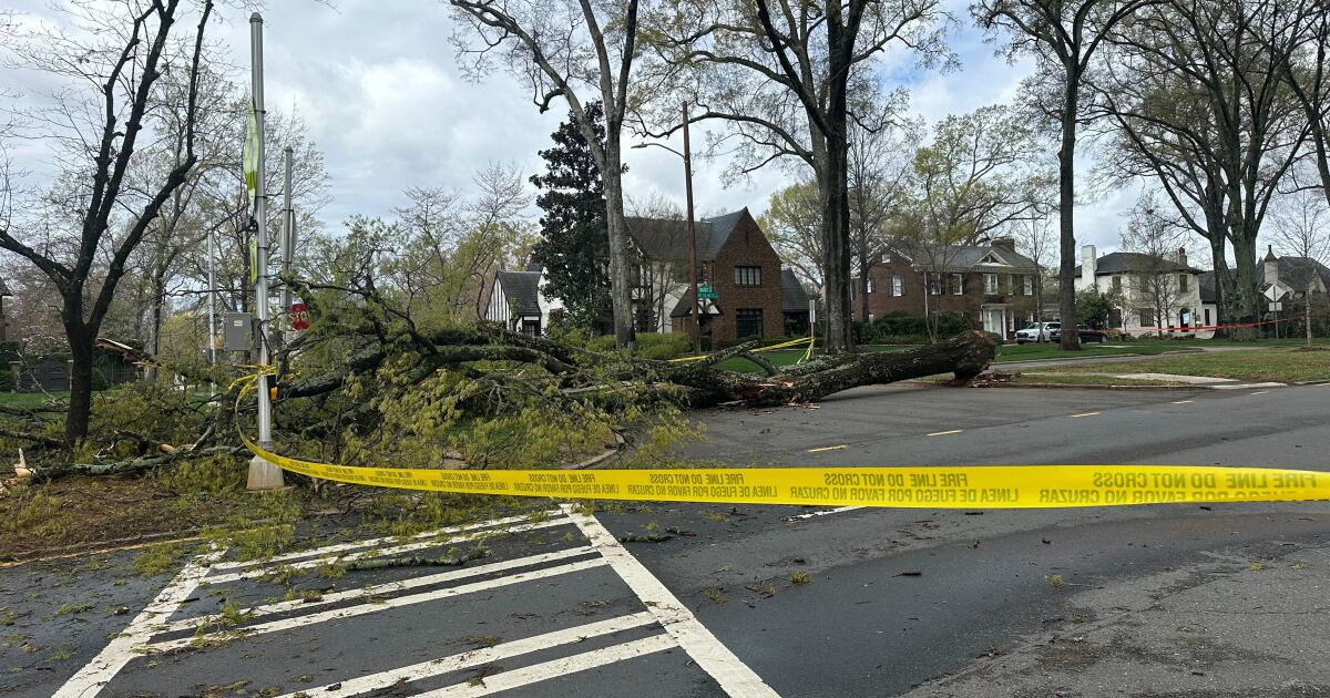 Tree blocks Queens Road West and Wellesley Ave after storm | WFAE 90.7