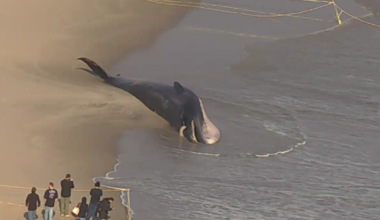Massive dead whale washes up on Rockaway Beach in Queens