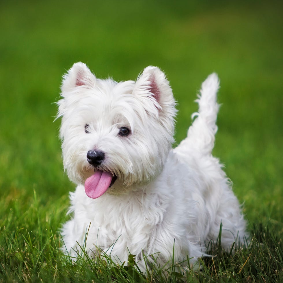 a westie playing in a backyard with her tongue out tired from running west highland white terrier
