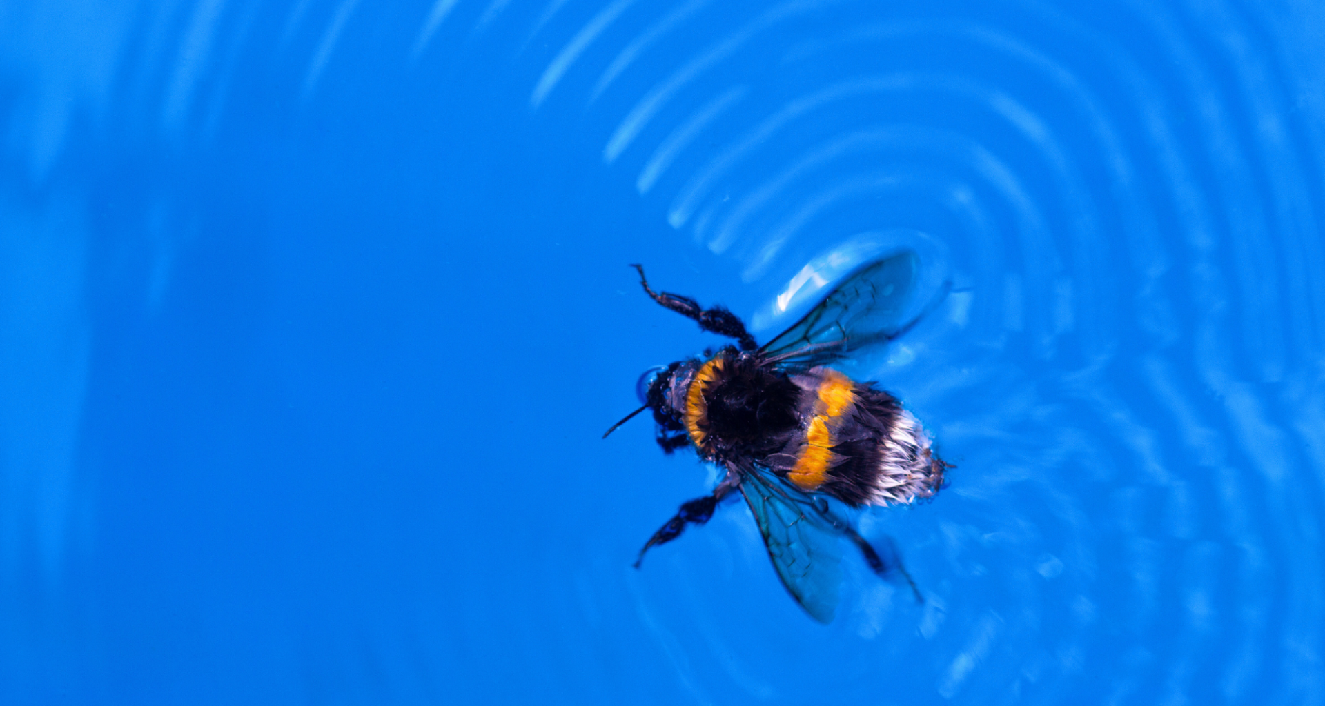 How Queen Bumblebees Are (Almost) Immune to Drowning