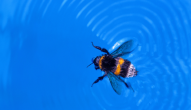 How Queen Bumblebees Are (Almost) Immune to Drowning