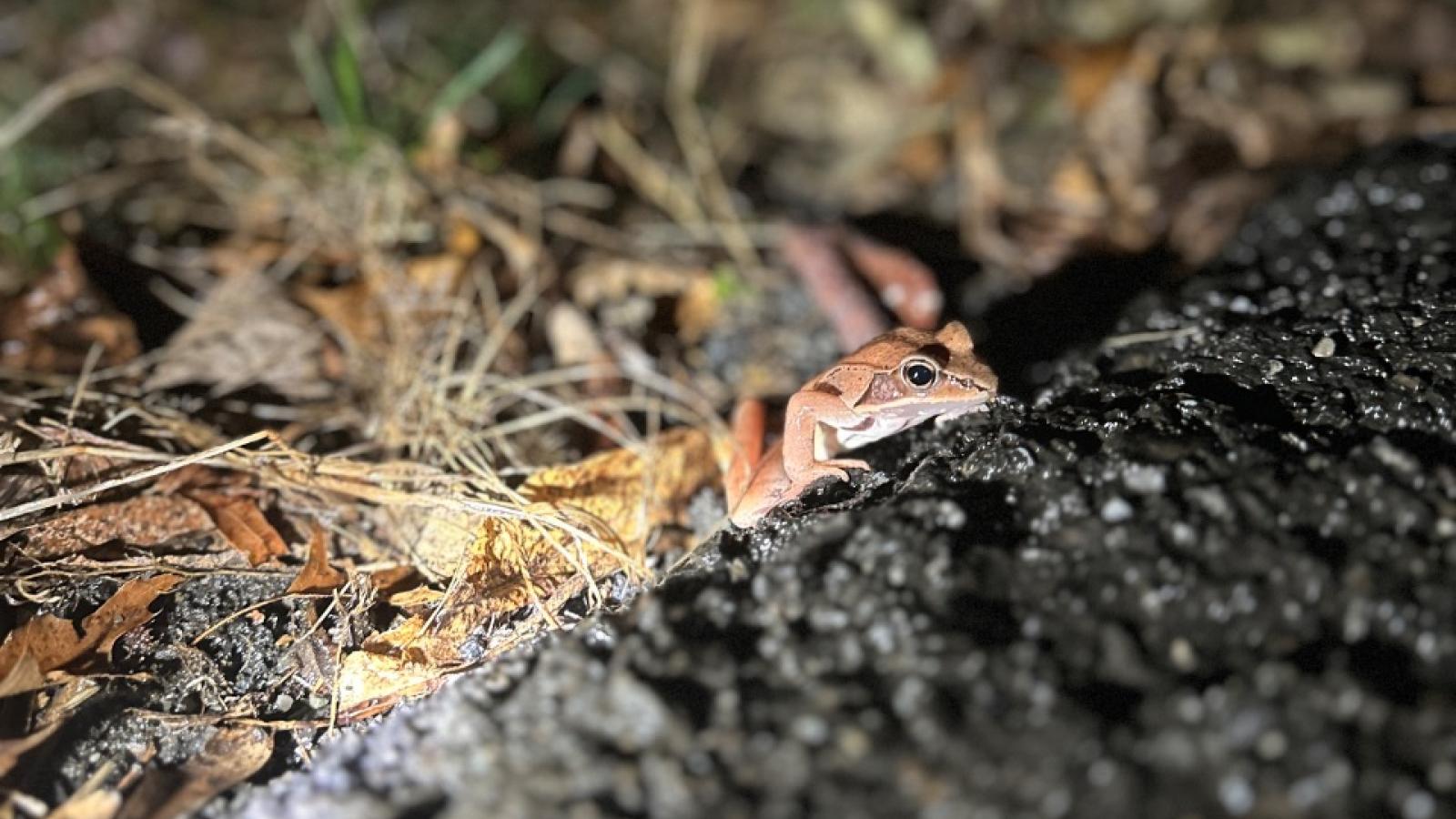 small wood frog at the edge of a road