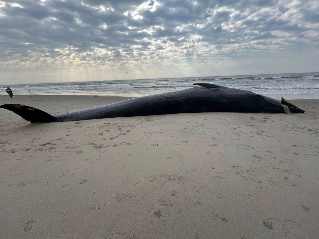 A 40-foot dead whale washed up on a New York City beach.