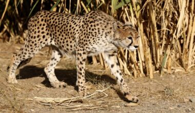 In Iran, Cheetah Sightings Offer Rare Spots of Hope Amid War