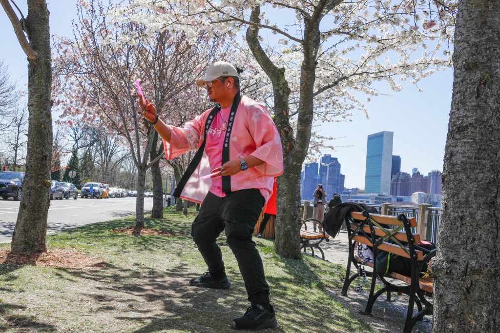 People enjoy blooming cherry blossoms on Roosevelt Island,