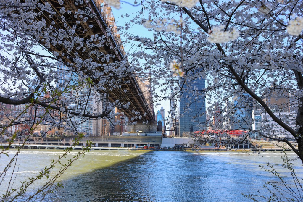 Cherry blossoms bloom on Roosevelt Island,