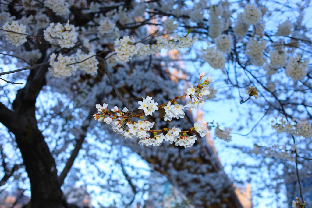 Cherry blossoms bloom on Roosevelt Island,
