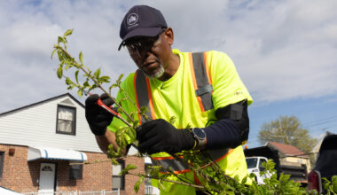 To Fight Heat, NYC Sets 2040 Tree Canopy Deadline, With Riskiest Areas First