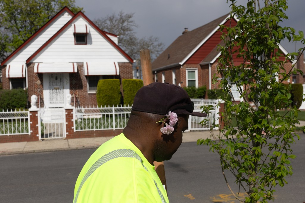 Parks Department worker David Bromley plants a tree on an eastern Queens residential block,
