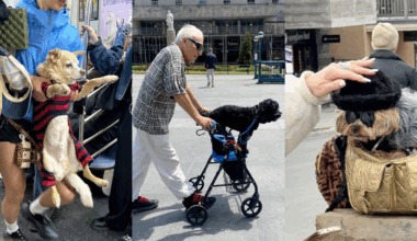 Where Does a Dog Belong?