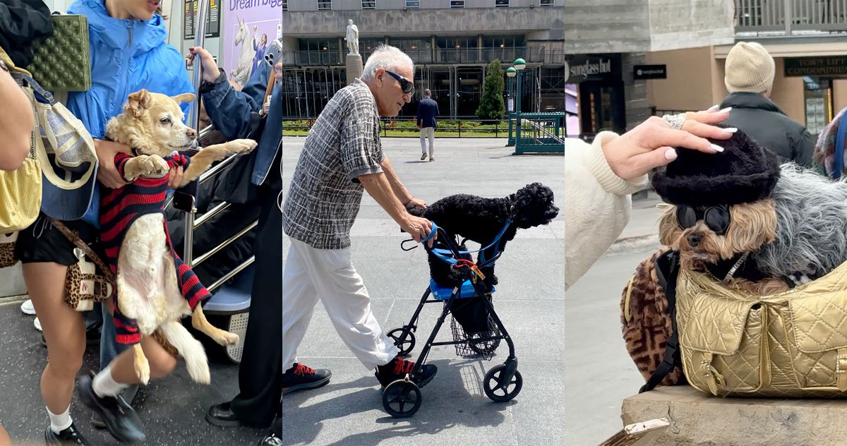 Where Does a Dog Belong?