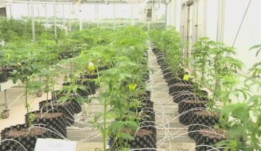 641 legal cannabis dispensaries have opened in New York State in the past four years