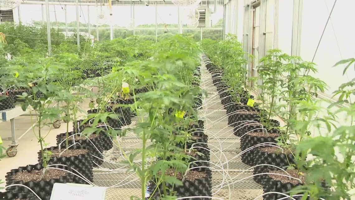 641 legal cannabis dispensaries have opened in New York State in the past four years