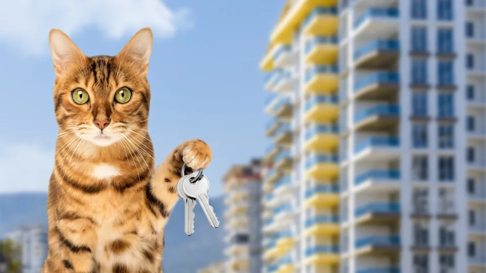 Tabby cat holding apartment keys.Image Via&colon; Svetlana Rey&sol;Shutterstock