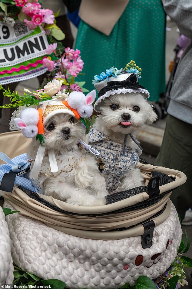Pets made appearances alongside their well-dressed owners, including two chihuahuas who donned their own colorful ensemble and another pair of cute pups in their own demure bonnets