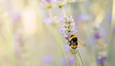 ‘Resilience to environmental extremes’: Queen bees survive winter by breathing underwater
