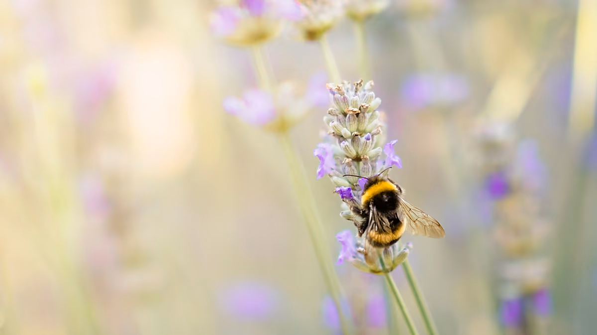 ‘Resilience to environmental extremes’: Queen bees survive winter by breathing underwater