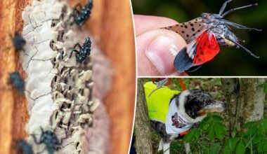 NYC lanternfly plague 2026 set to rebound after dip