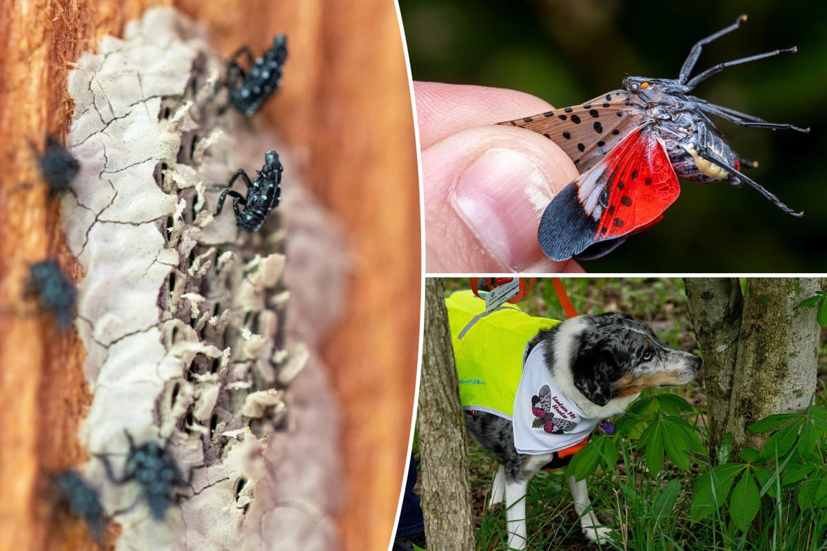 NYC lanternfly plague 2026 set to rebound after dip