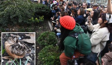 American Woodcock sighting in NYC making bird fans 'meep' with joy
