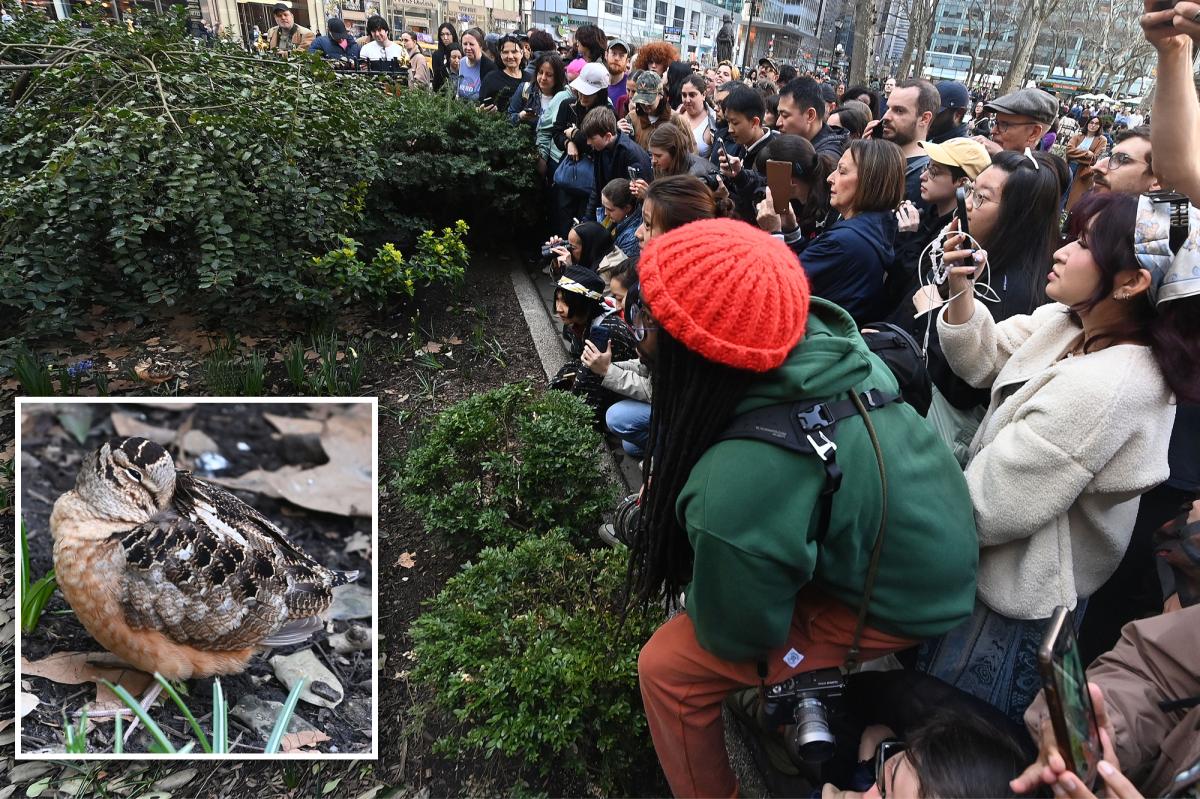 American Woodcock sighting in NYC making bird fans 'meep' with joy