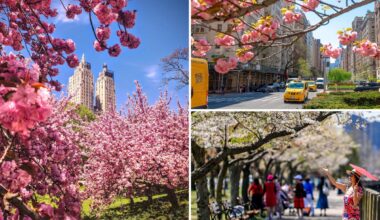 NYC experiencing 'moderate' drought that may shorten cherry blossom season