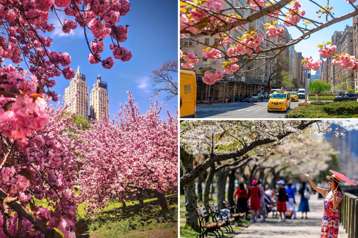 NYC experiencing 'moderate' drought that may shorten cherry blossom season