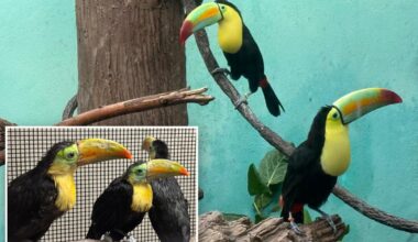 Toucans rehabilitated at NYC Bronx Zoo after trafficking rescue