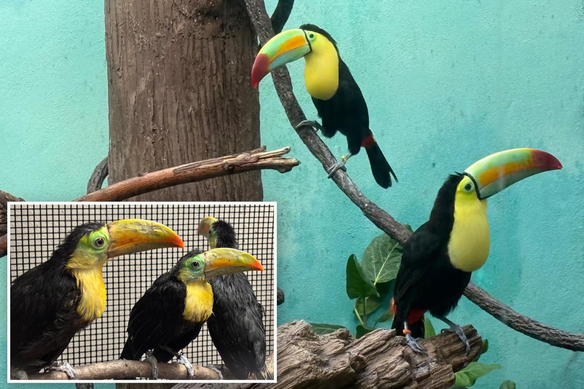 Toucans rehabilitated at NYC Bronx Zoo after trafficking rescue