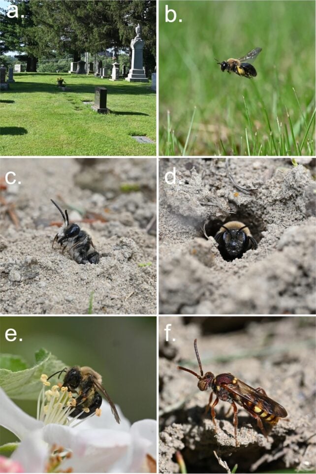 5.5 Million Bees Make Their Home Beneath a Single Cemetery