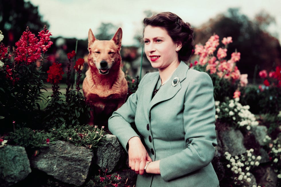 queen elizabeth ii of england at balmoral castle with one of her corgis, 28th september 1952. upi color slide.