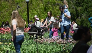 Albany Tulip Festival 2026 lineup, YogaFest announced by city