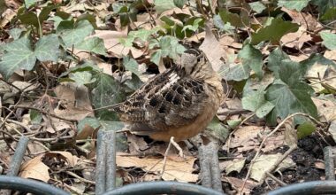 Rock it like a woodcock: This Bryant Park bogsucker is NYC’s latest 'it bird'