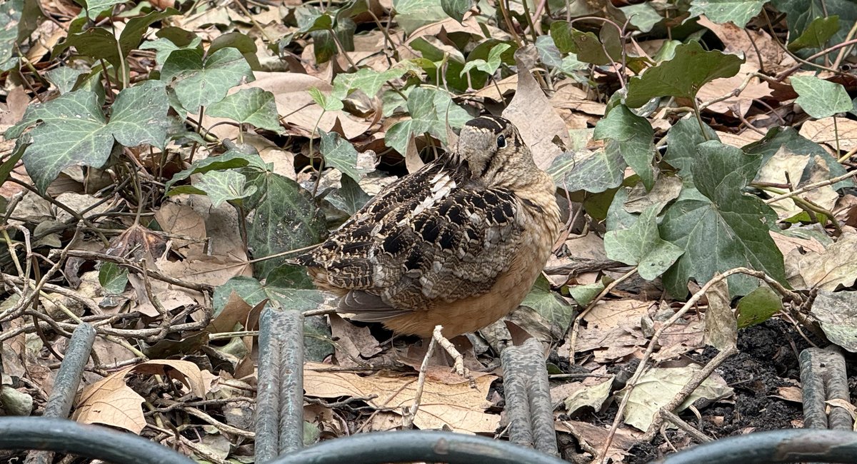 Rock it like a woodcock: This Bryant Park bogsucker is NYC’s latest 'it bird'
