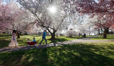 In bloom: NY and NJ cherry blossoms are objectively the best in the nation